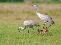 A1B0161c  Sandhill Crane (Antigone canadensis) - adult pair with two colts